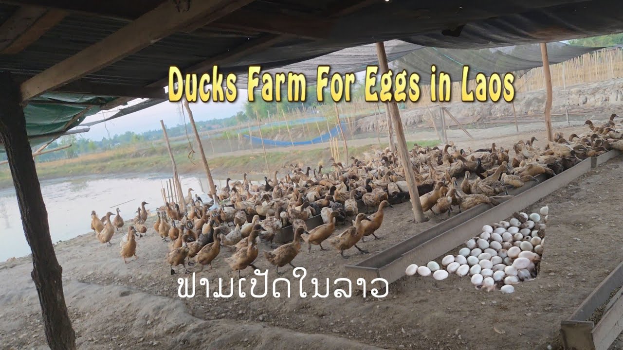 Ducks Farm  Family Business in Laos ສ້າງລາຍໄດ້ໃຫ້ຄອບຄົວ