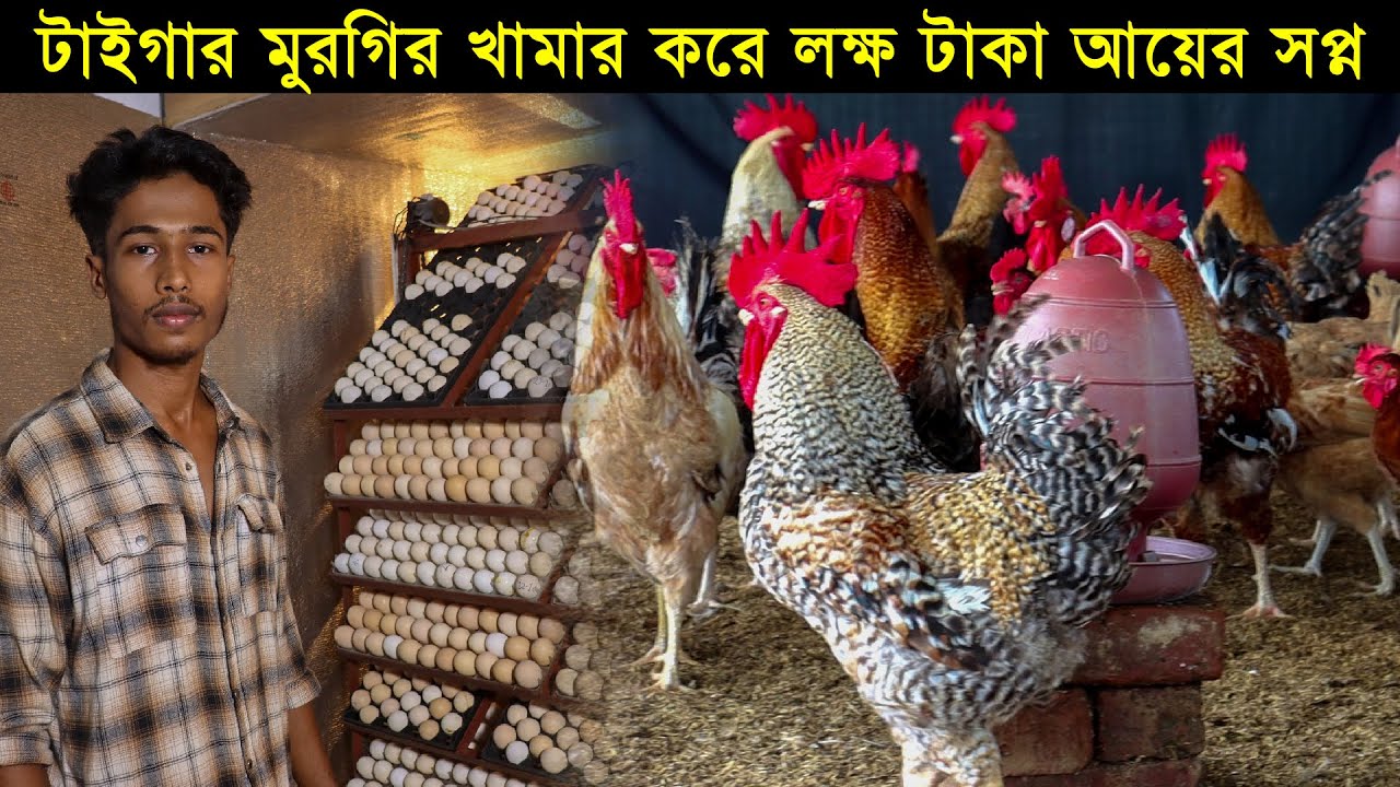 কুমিল্লার তরুণ উদ্যোক্তা শাওন টাইগার মুরগির খামার করে লক্ষ টাকা আয়ের সপ্ন। Morgi Farming