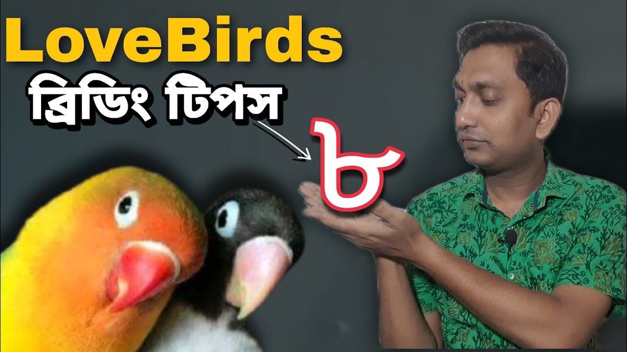 লাভবার্ডস পাখি পালন পদ্ধতি ও ৮ ব্রিডিং টিপস্ | 8 Lovebirds breeding tips (V - 239)