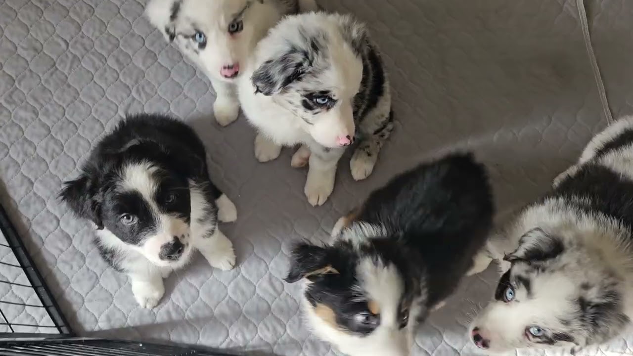 Puppy update! Moxie's litter, Oliver is looking for a home! Australian Shepherds in Washington