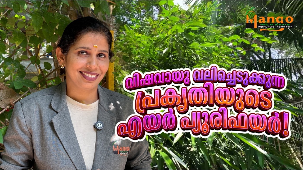 ഇലകൾ കൊഴിയാത്ത അത്തിയാൽ ! #viral #mangomeadows #ficus alii #ficusbinnendijkii #indoor plants