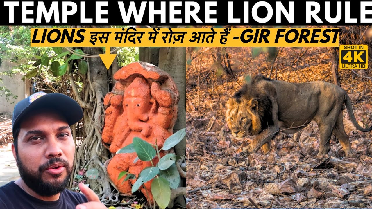 Ancient Temple In Gir National Park जहां Lions Rule करते है  - 30 km Inside Gir Forest Tracking lion
