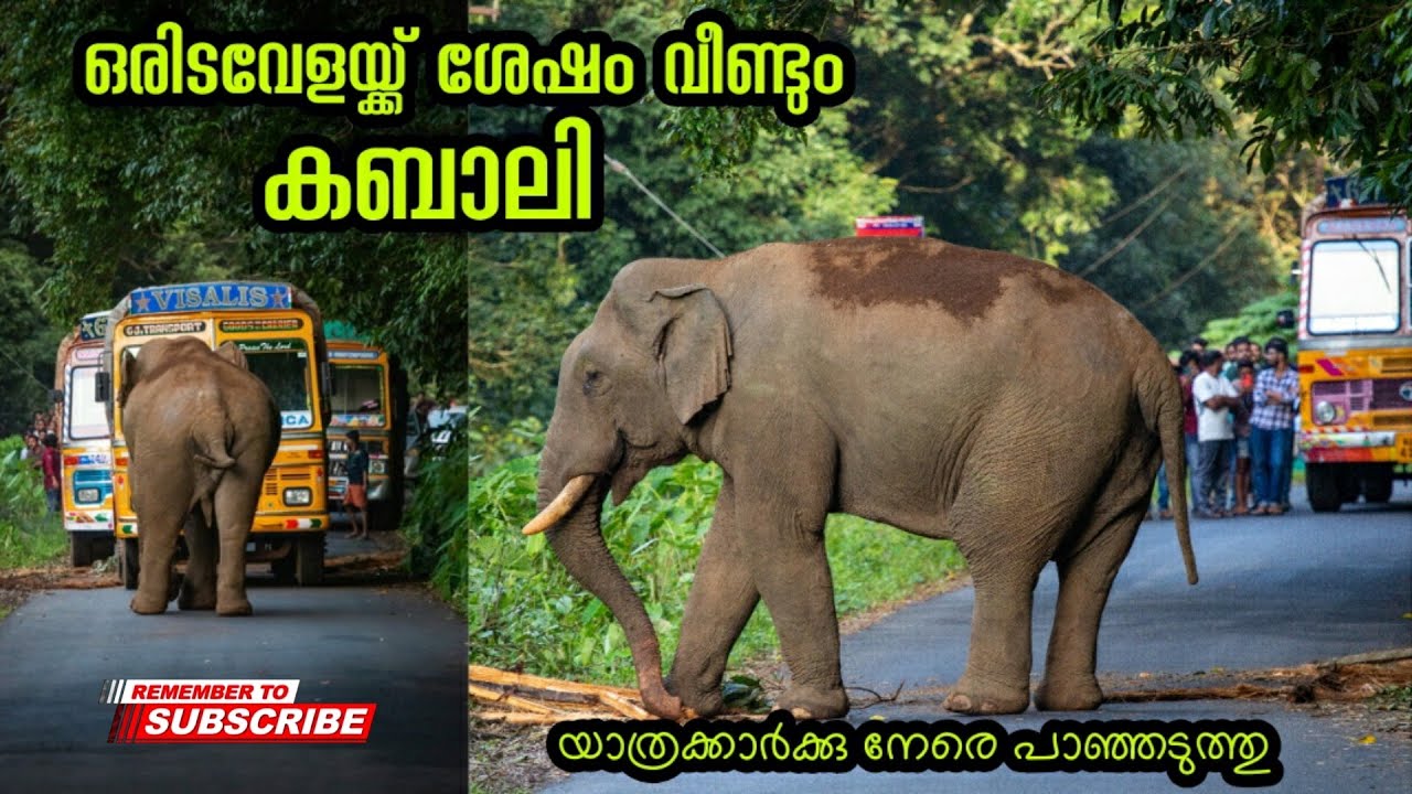 മലക്കപ്പാറ റൂട്ടിൽ യാത്രക്കാർക്കു നേരെ പാഞ്ഞടുത്തു കബാലി | Kabali elephant attack 
