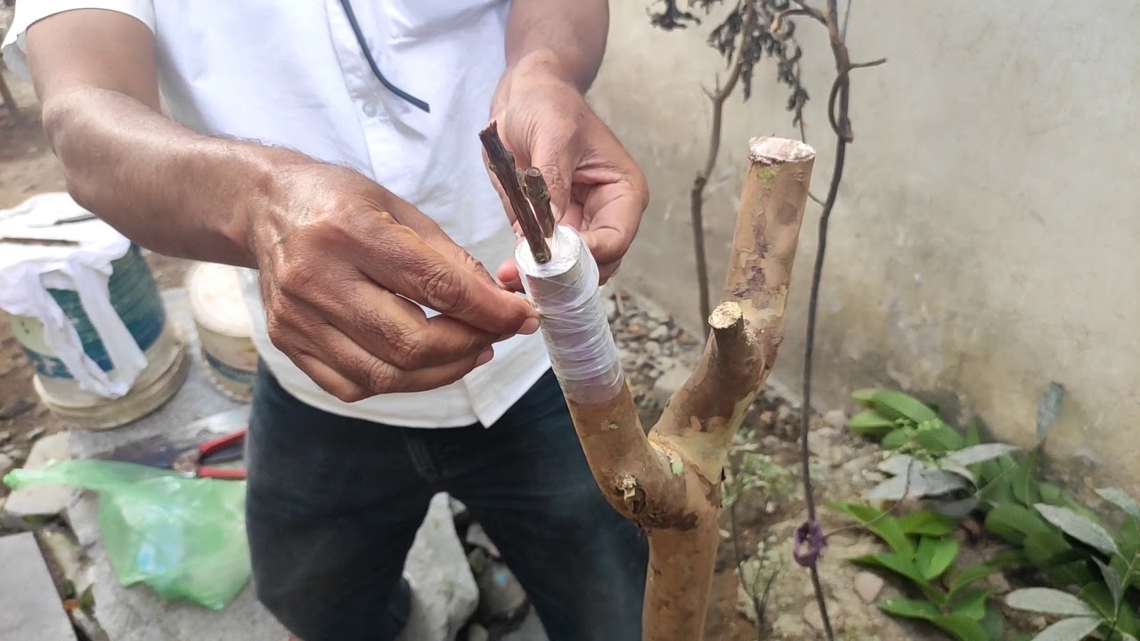 big guava tree bark  Grafting /बड़े अमरूद/पेरू के पेड़ पर छाल कलम करना सीखे