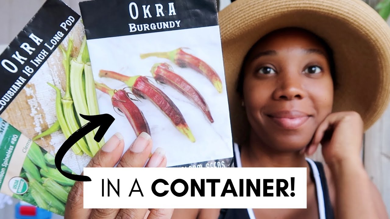 Grow OKRA in a Container! (BEGINNER FRIENDLY) 2023 #Tonetrasgarden