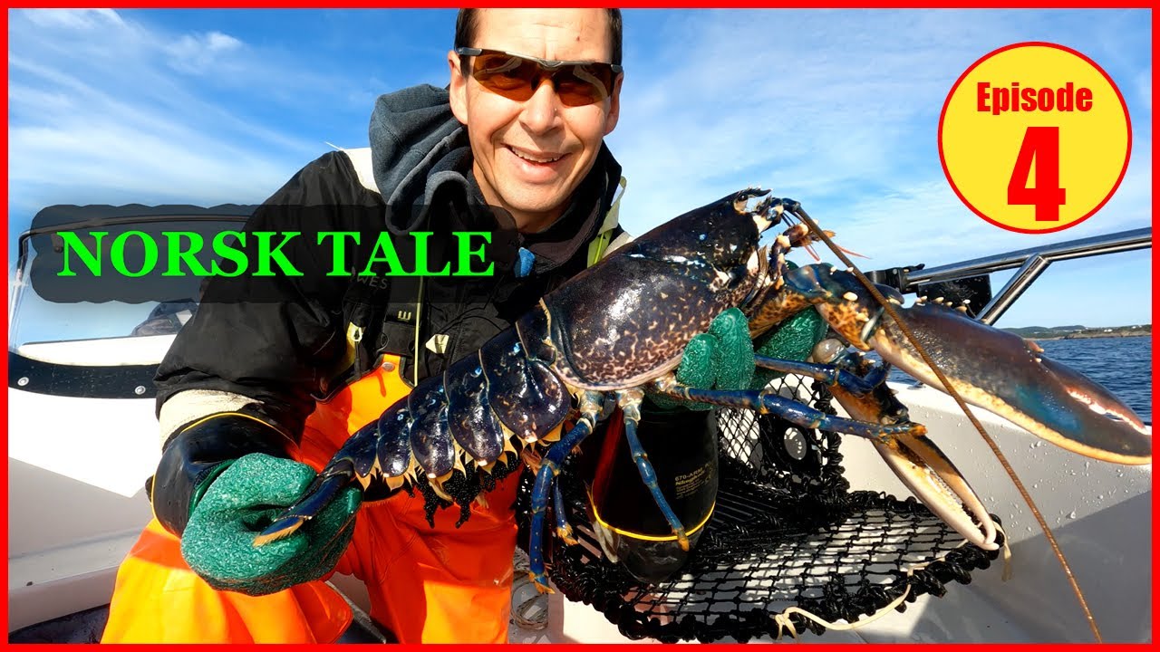 Hummerfiske 2023 på norsk Tips og triks til hummerfisket Hummeren er alt for stor Fishing lobster