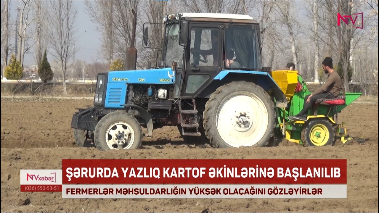 ŞƏRURDA YAZLIQ KARTOF ƏKİNLƏRİNƏ BAŞLANILIB