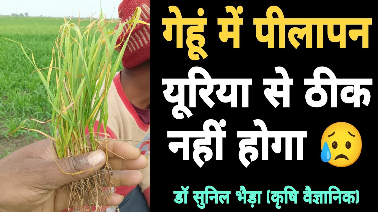 गेहूं में भंयकर समस्या - पीलापन और सुखना। किसानों को पता भी नहीं। Wheat Root Aphid & Excess Moisture