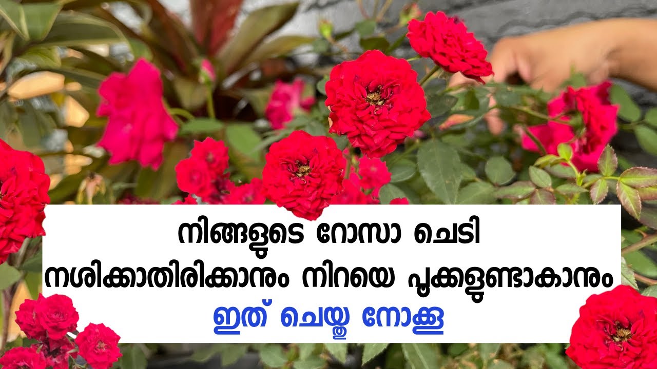 ഏതു മുരടിച്ച റോസും നിറയെ പൂക്കാൻ/റോസിലെ കീടശല്യങ്ങളും ഫംഗസ് രോഗങ്ങളും മാറ്റാം/Rose Care Malayalam