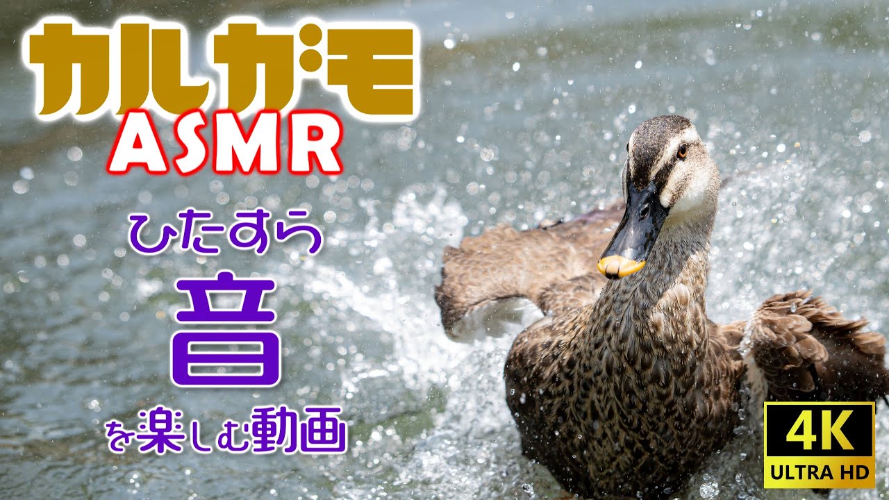 [カルガモASMR]ひたすら音を楽しむだけの動画-鳴き声-飛び出し-羽ばたき-水浴び-着水-潜水-ささやき-ケンカ-婚活-ピヨピヨ[スペシャルアーカイブ(無演出)]