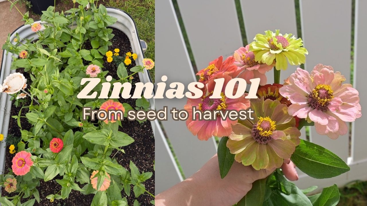 Zinnias 101 🌸 How to Plant, Grow & Care for Zinnias