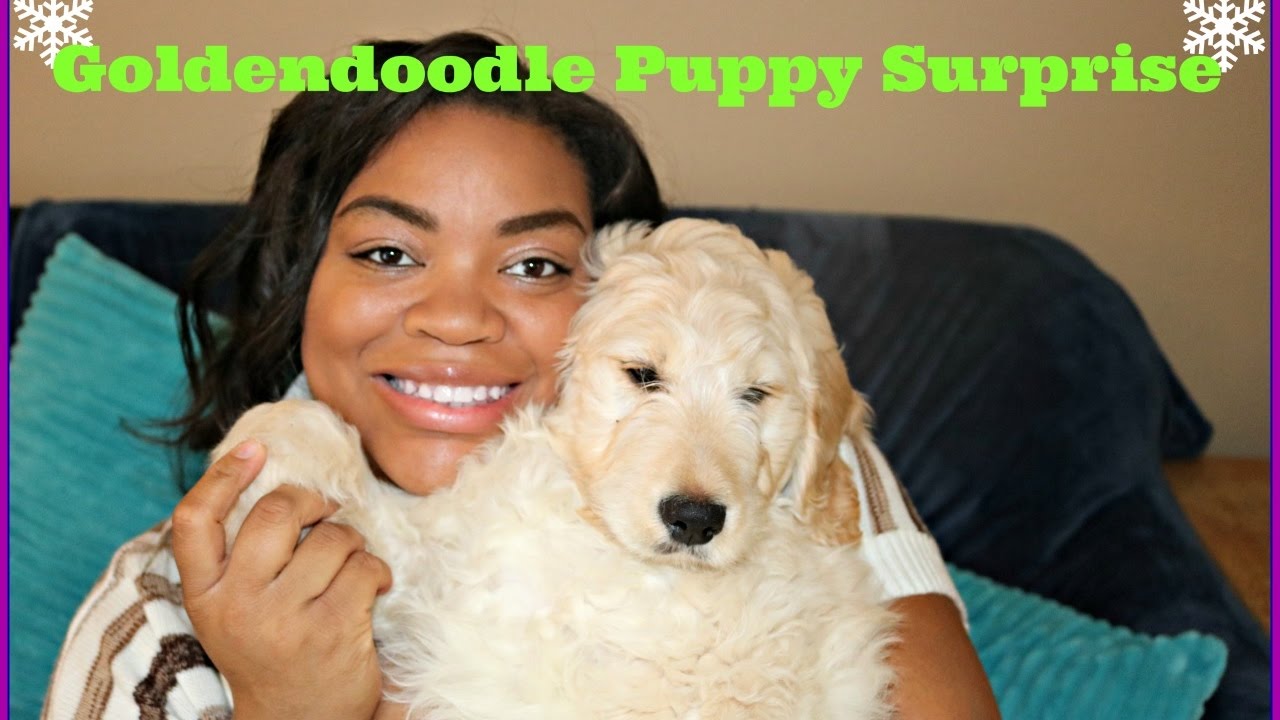 Goldendoodle Puppy Surprise!!