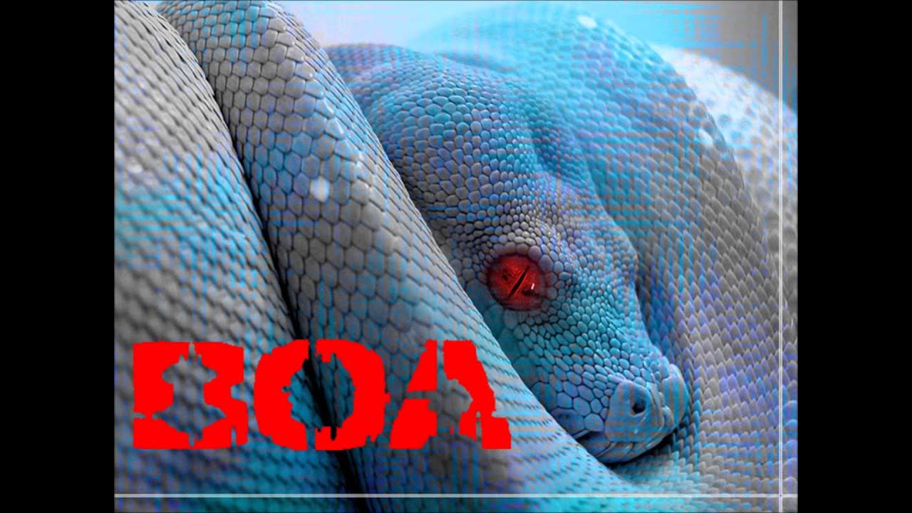 Boa - Puerco