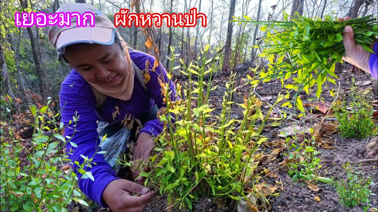 ว๊าวเยอะมาก!!ผักหวานป่าแตกยอดอ่อนๆเหลืองๆอวบเก็บมันส์มือสุดๆ