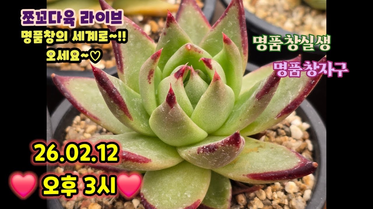 #쪼꼬다육-라이브 방송 02.10 오후3시 ❤️ #쪼꼬신품종창 #명품창실생 #실생금 #명품자구 #카드결재가능 ❤️