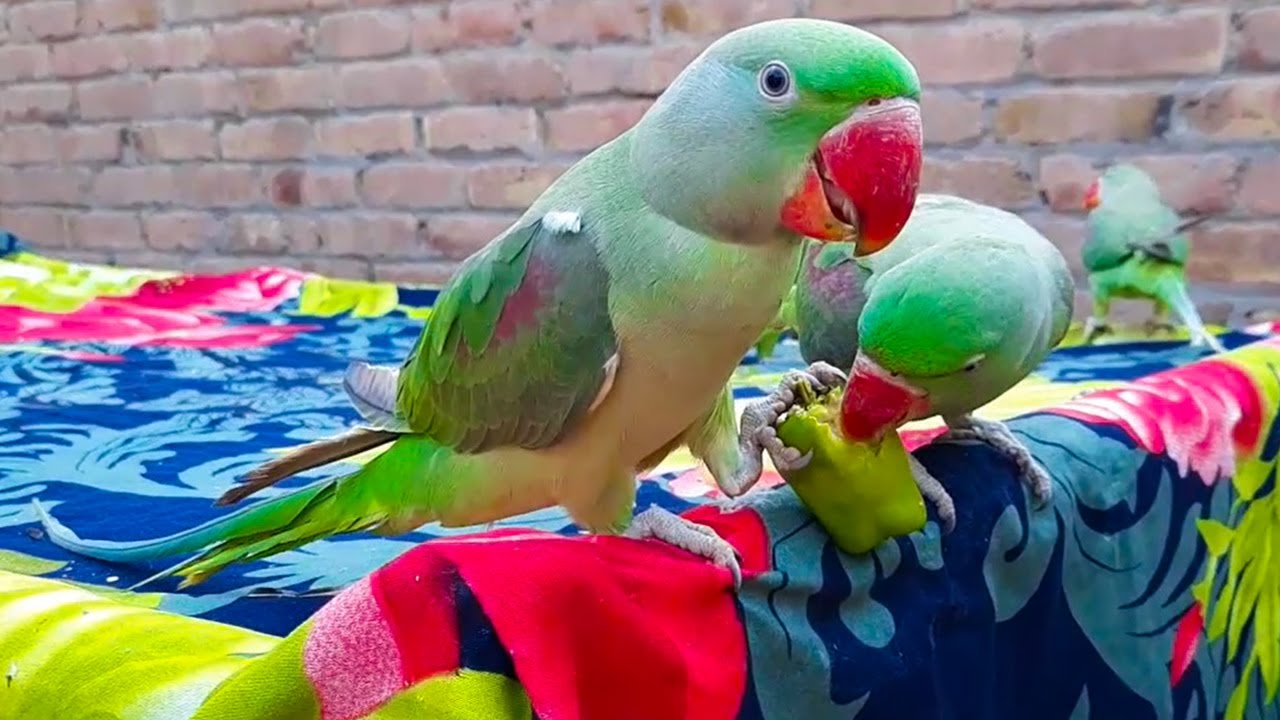 Some Naughty Alexandrine Parrots Of Talking Parrot Family