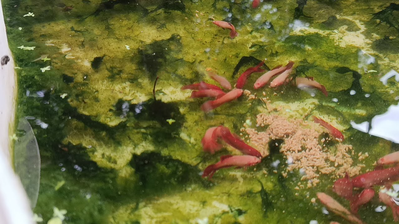 Wao bettas borras alimentándose con hígado 🌊🌊🐬😁