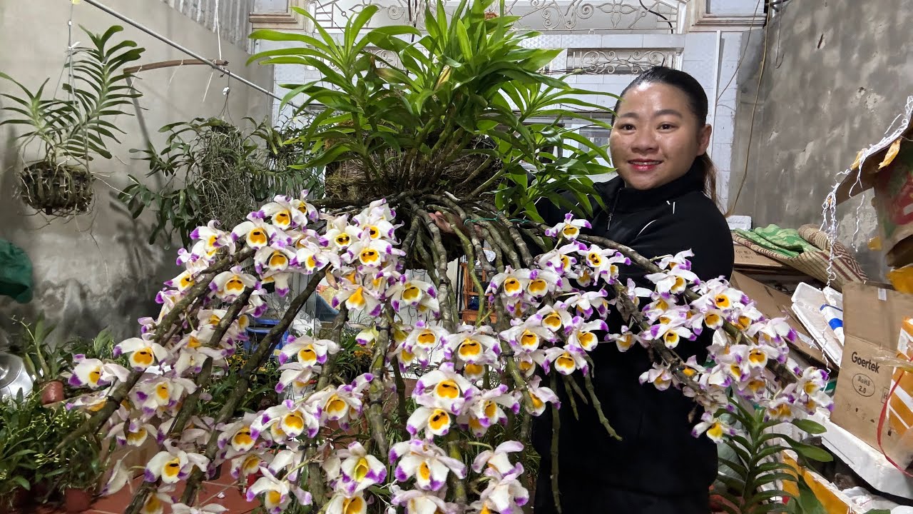 (2/4) EM HUYỀN LAI CH&Acirc;U B&Aacute;N PHONG LAN RỪNG THUẦN 0855402333