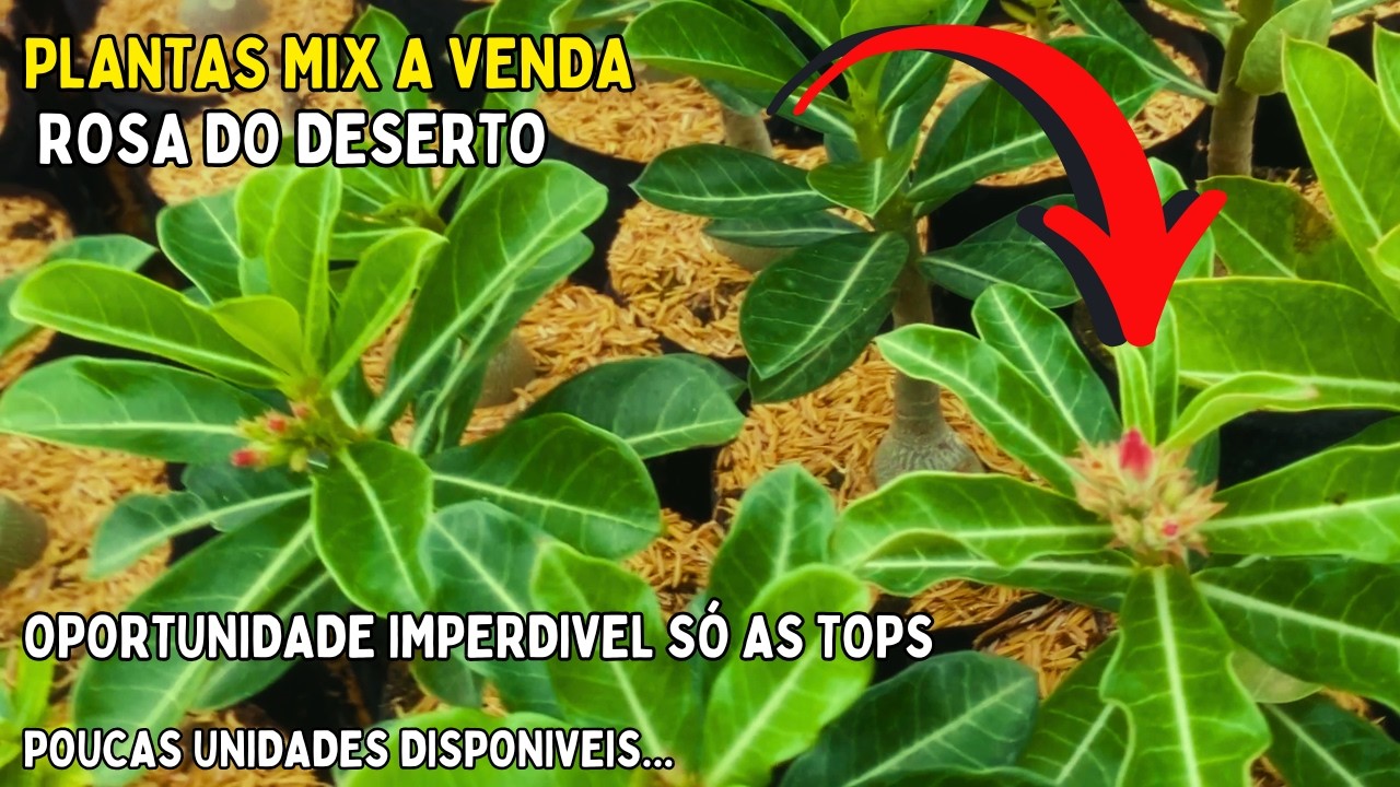 PROMOÇÃO DE PLANTAS DE SEMENTES MIX JÁ FLORESCENDO