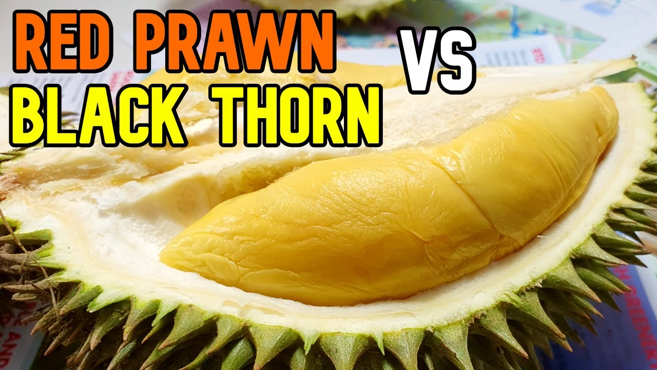 Premium Durian in Singapore Local Market: $15 Red Prawn Durian VS $45 Black Thorn Durian