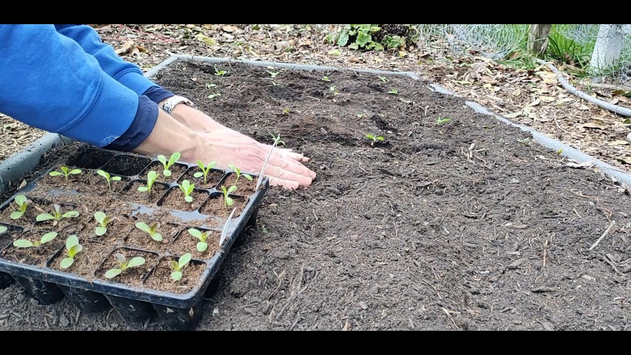 Garden Update 09Mar2026