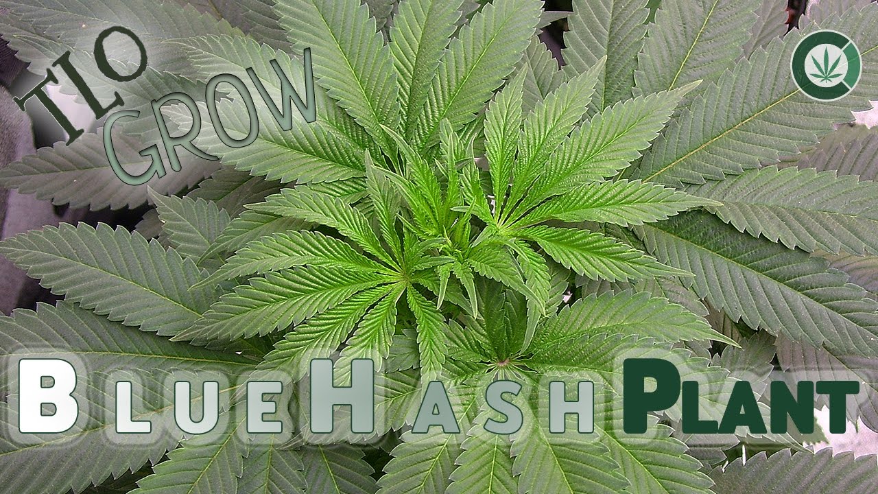 Blue Hash Plant TLO Grow