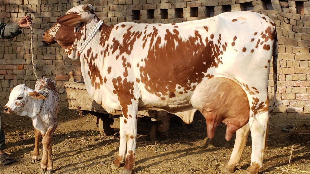  9 January 2026 Call [03018687340] Cholistani  Cross  Cow  Milking  22kg On sohna Punjab Tv. 