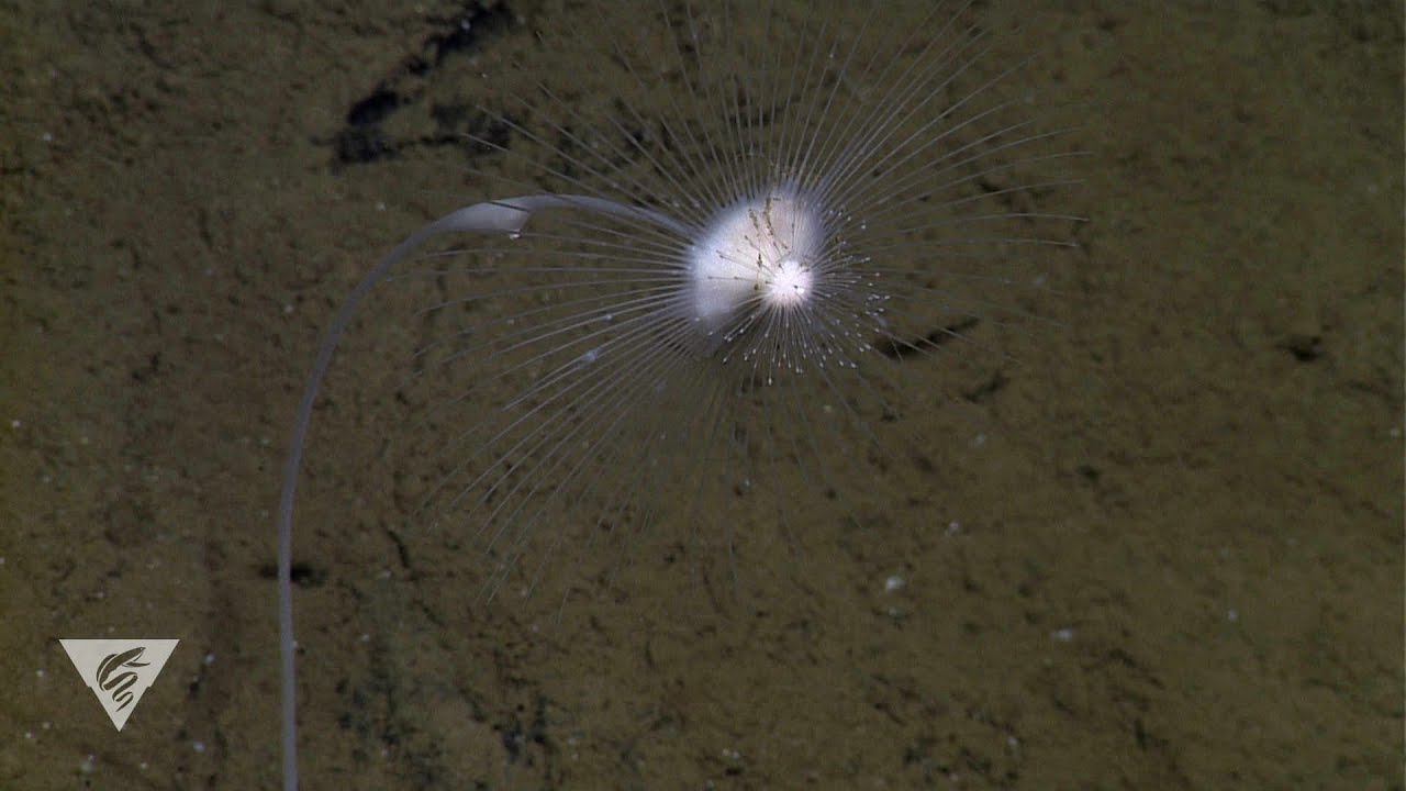 Deep-sea sponges with a killer appetite