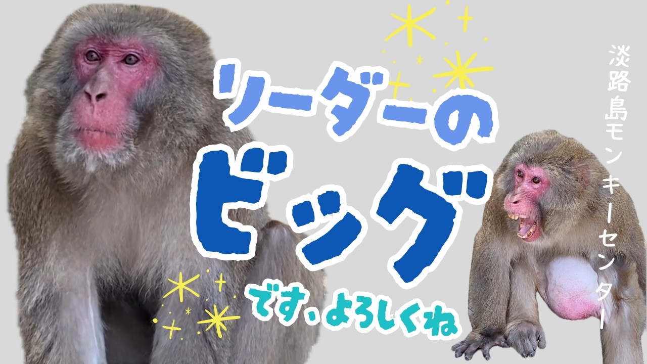群れのリーダービッグ　顔はでかいが愛嬌たっぷりなニホンザル | 通称ビーちゃん【淡路島モンキーセンター】兵庫県洲本市