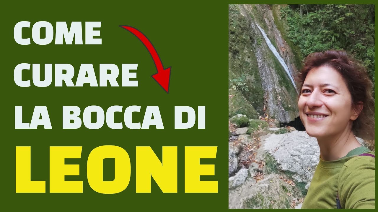 Come curare la BOCCA DI LEONE