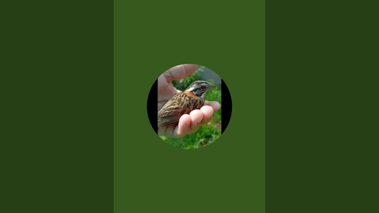 CidineiRocha  está ao vivo! alimentando os passarinhos 🐦‍⬛ no comedouro