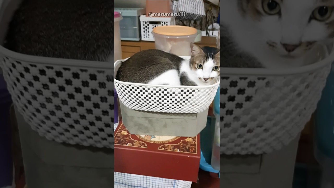 Cutie Marylin in a basket! #cats #cat #kitten