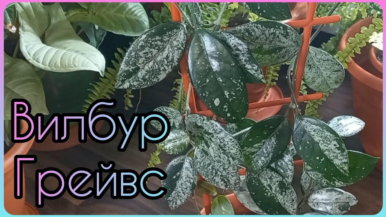 ХОЙЯ Вилбур Грейвс🌱Wilbur Graves🌸Упала ДВА раза🙈Тотальное омоложение🌱Размножение🌸Укоренение🌱Грунт🌸