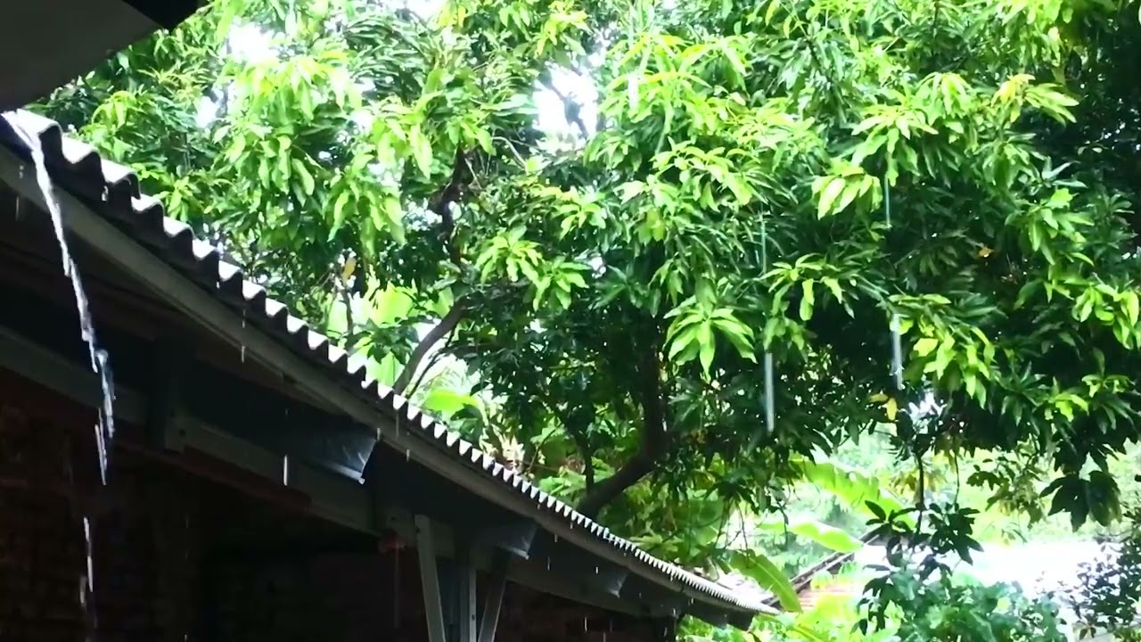 1 Hours Rain on Tin Roof in Villages | Sleep Fast & Stress Relief