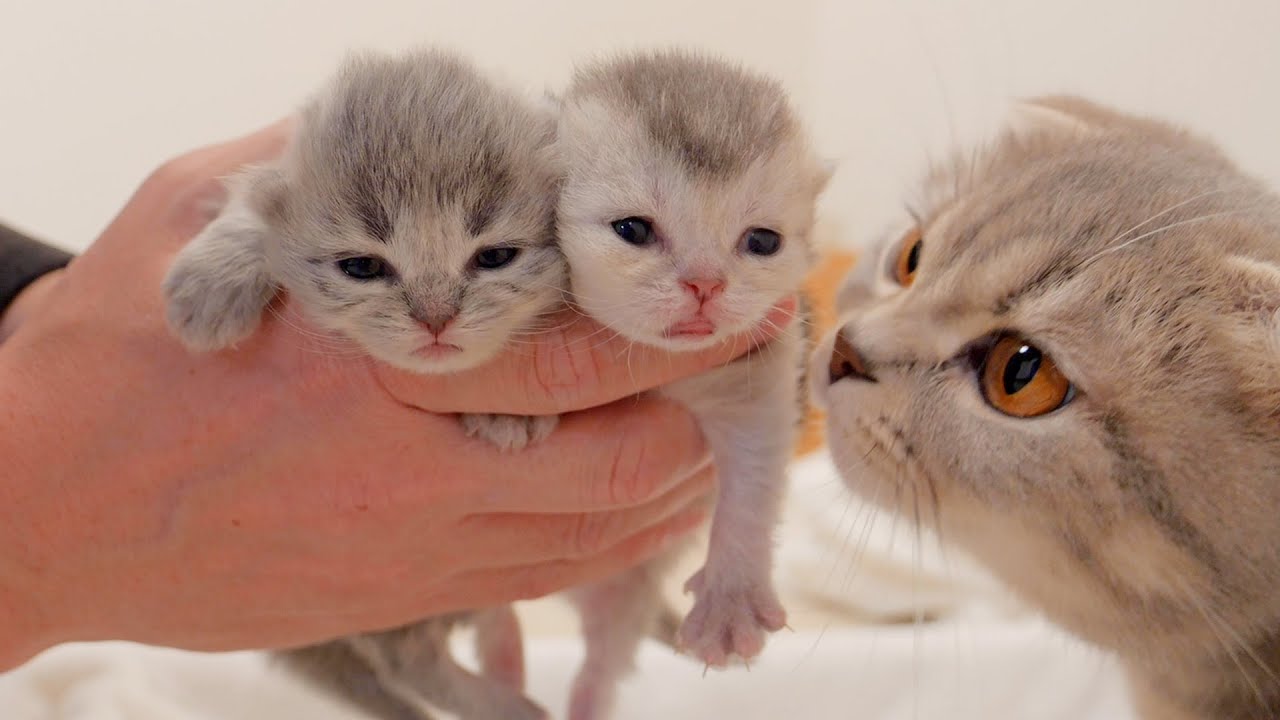 Котята, которые наконец открыли глаза, были такими милыми [2 недели]