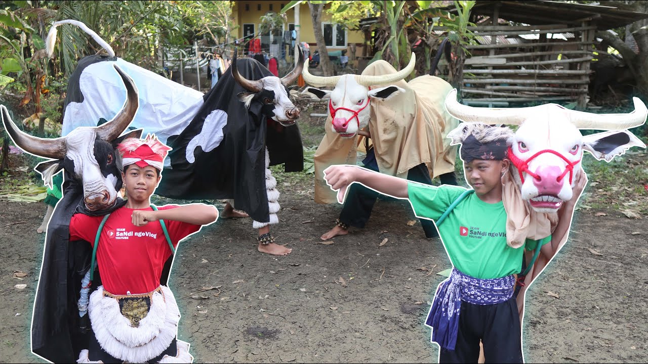 Nadin and Friend dan SaNdi ngeVlog adu bantengan sapi dan banteng kebo bule siapa paling mbois