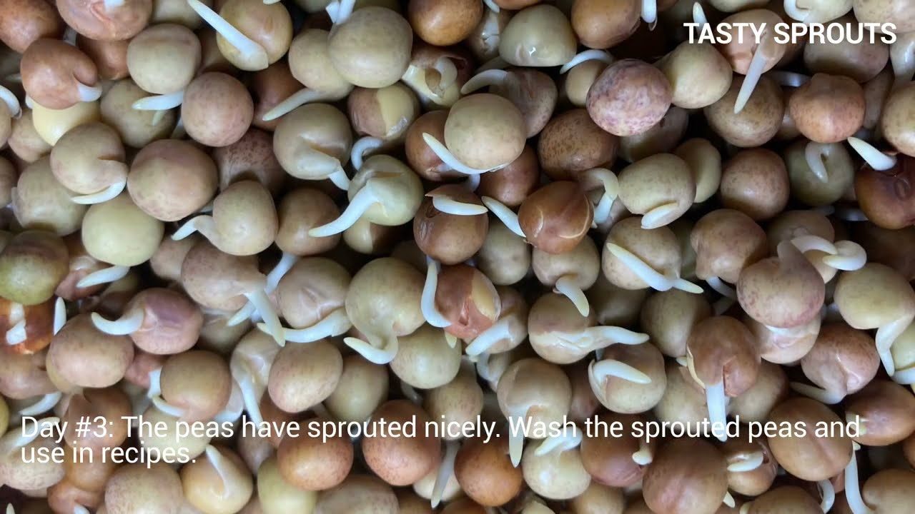 Making Speckled Pea Sprouts at Home
