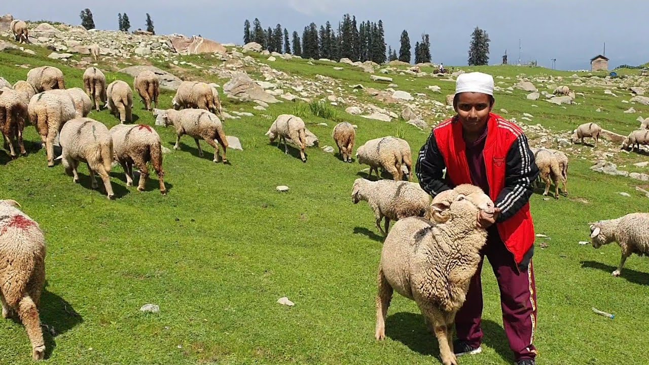 Kashmiri Sheep Vlog | Kashmir Tour.