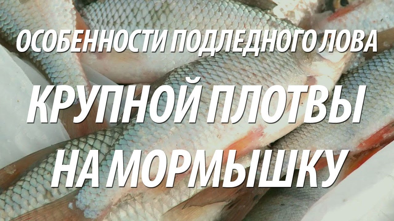 КРУПНАЯ ПЛОТВА ЗИМОЙ НА МОРМЫШКУ СО ЛЬДА НА РЫБИНСКОМ ВОДОХРАНИЛИЩЕ