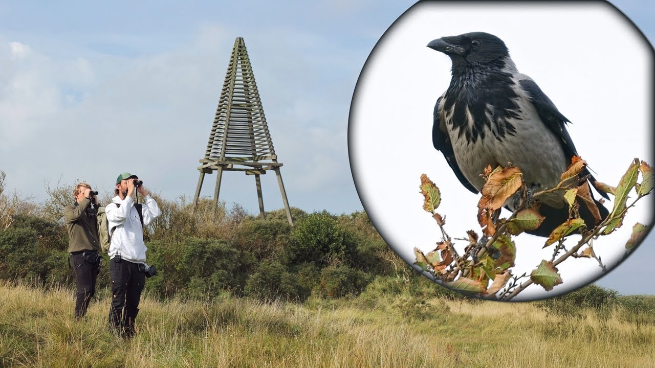 Op zoek naar dwaalgasten tijdens de vogeltrek op Schiermonnikoog