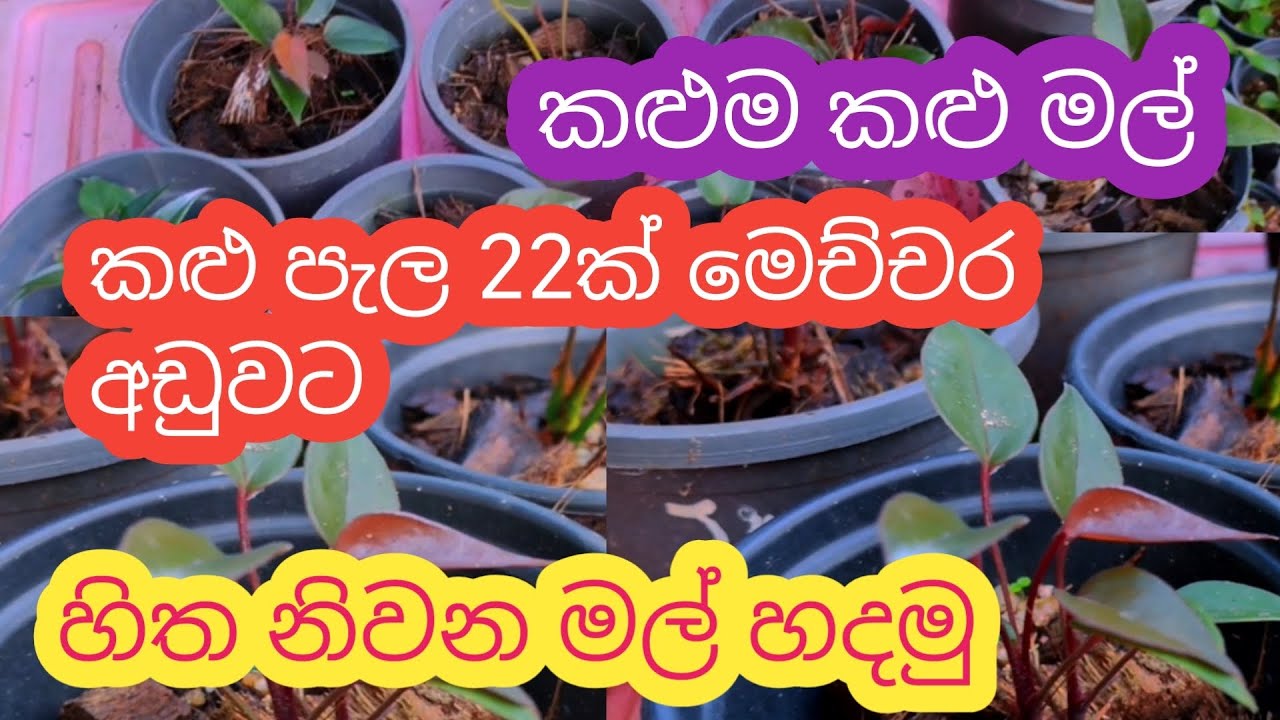 හිත නිවන මල් වවමු || වත්තේ කොනක හදමුද