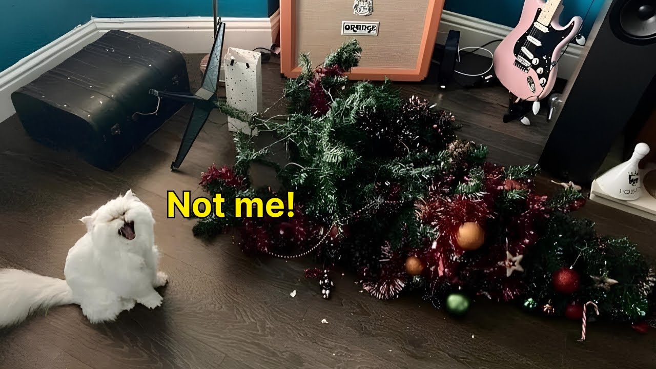 Not Me, The Wind Knocked It Over! Cats and Christmas Trees🎄