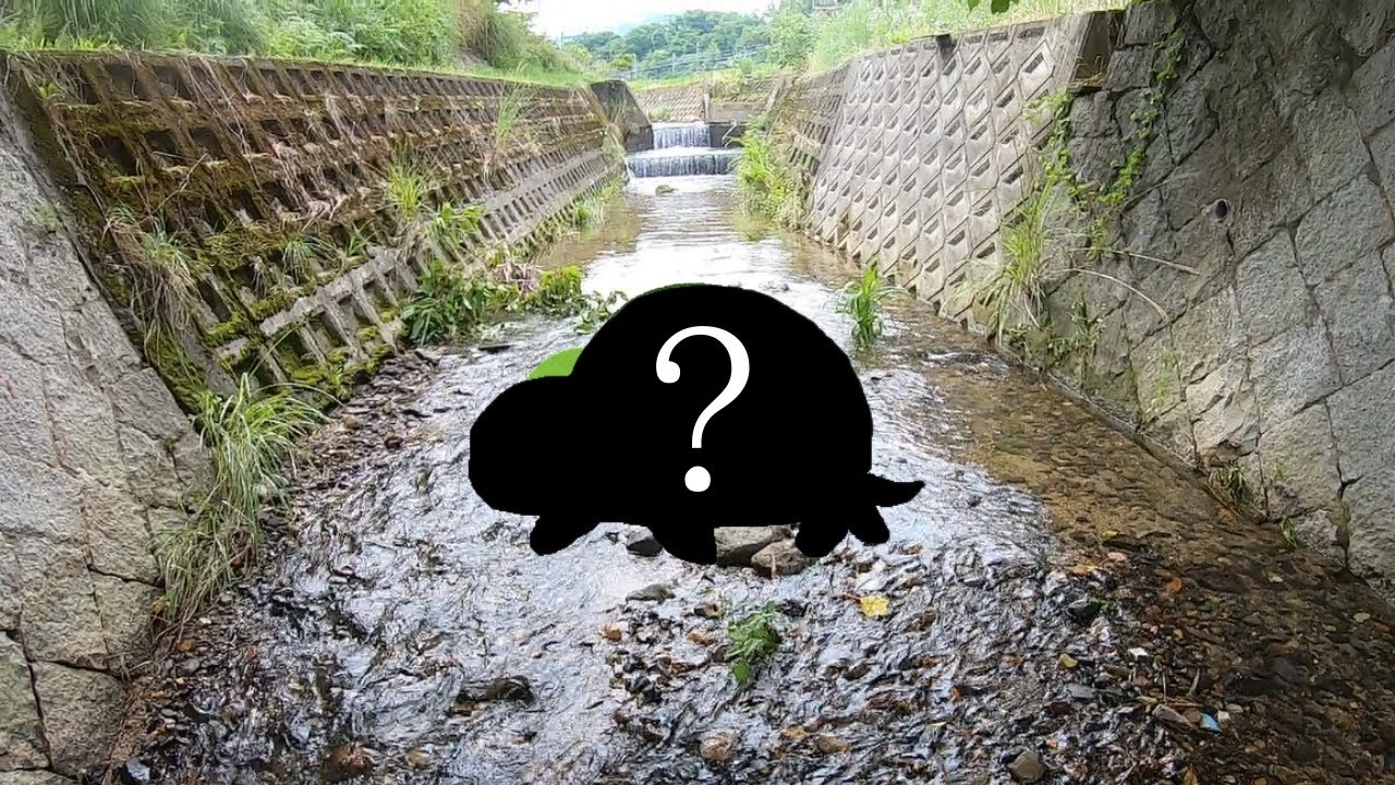 綺麗な上流の川に普通はいない「あのカメ」を発見しました【琵琶湖ガサガサ探検記44】