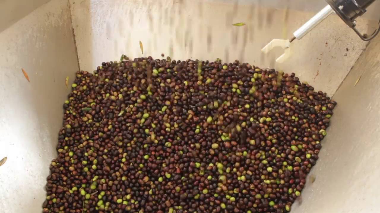 Molitura al Frantoio in Toscana