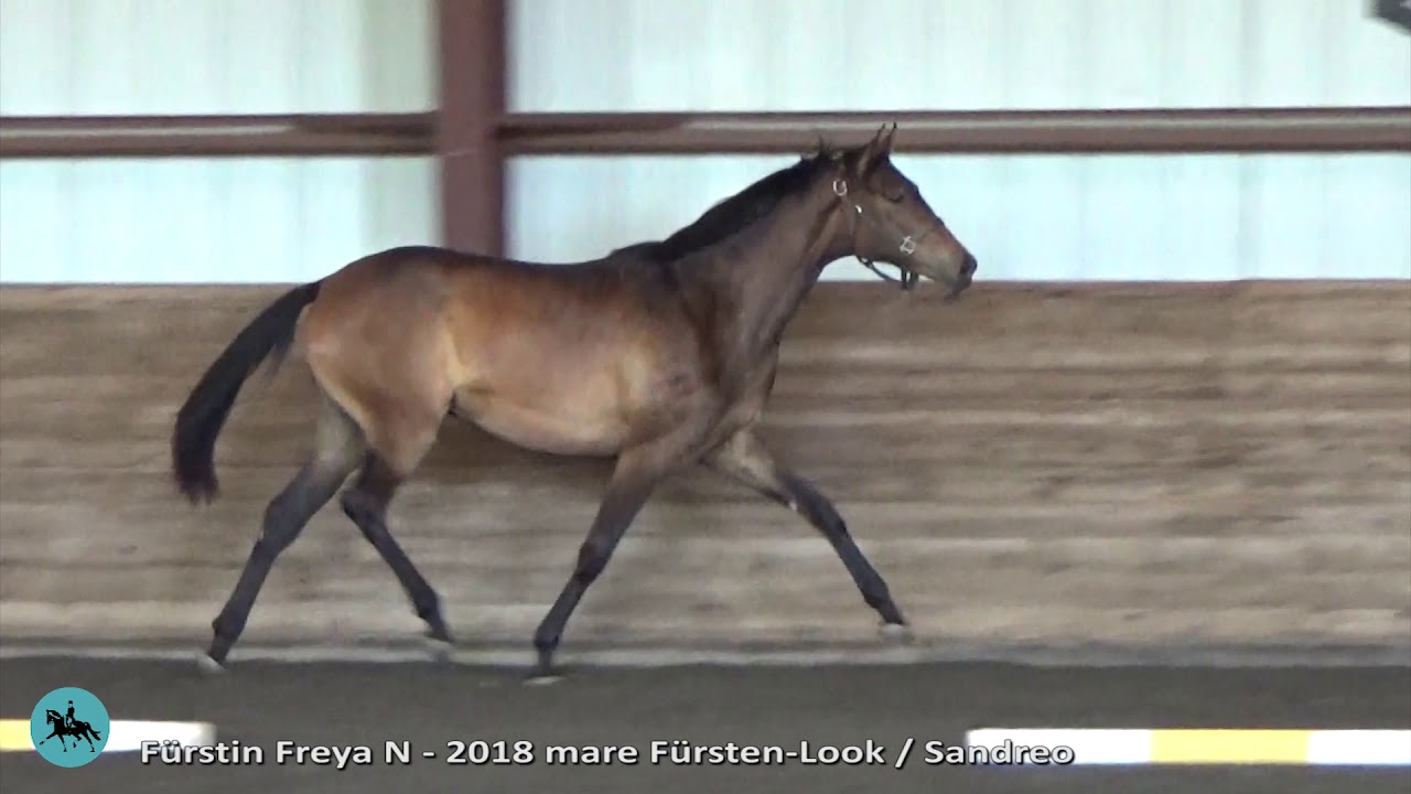Fürstin Freya -  2 year old mare by Fürsten-Look / Sandreo / Lauris Crusador xx
