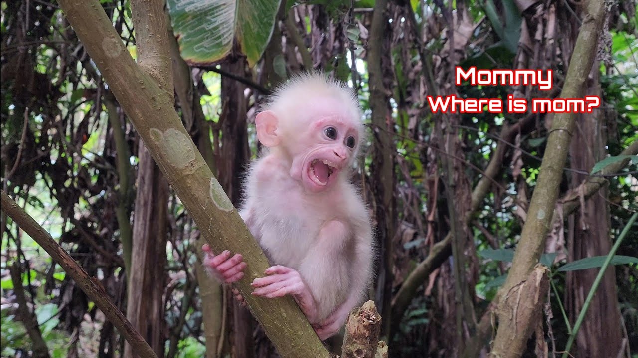 Отведите обезьянку в лес, чтобы найти ее мать.