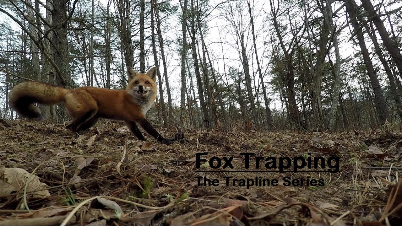 Trapline Series: Fox Trapping