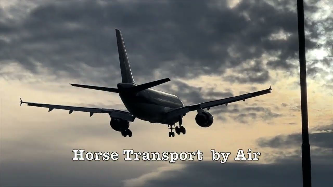 Horse Transport by Air, my own impression !!