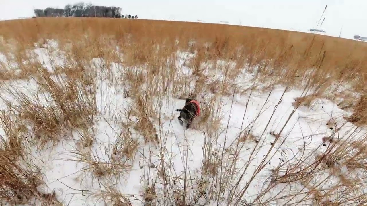 Iowa Pheasant Hunting with HHK - Monki 12.12.25