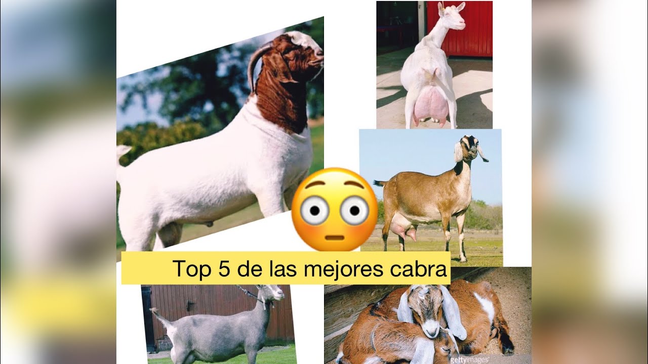 Chivos  Top 5 de las mejores raza de cabra 🐐